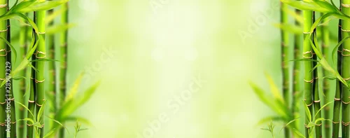 Obraz  z motywem Bamboo background