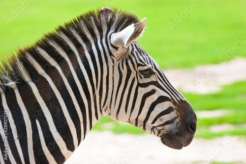 Zebra  equus zebra