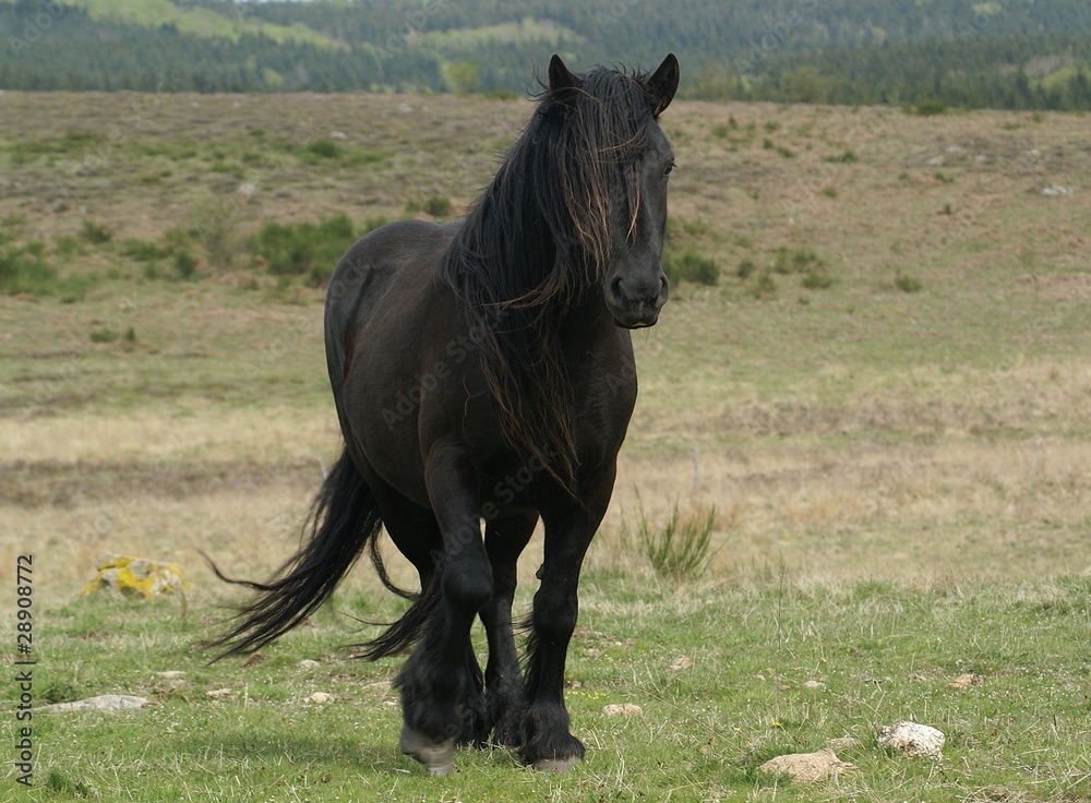 Obraz premium cheval frison