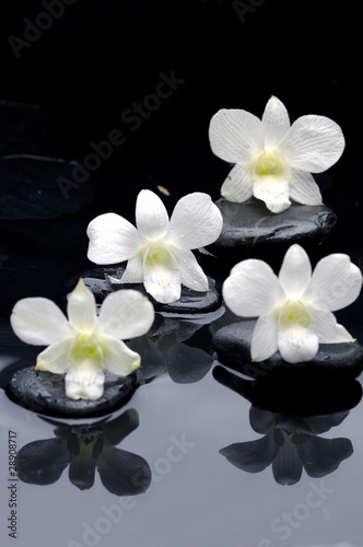 Four white orchid phalaenopsis  flower with reflection
