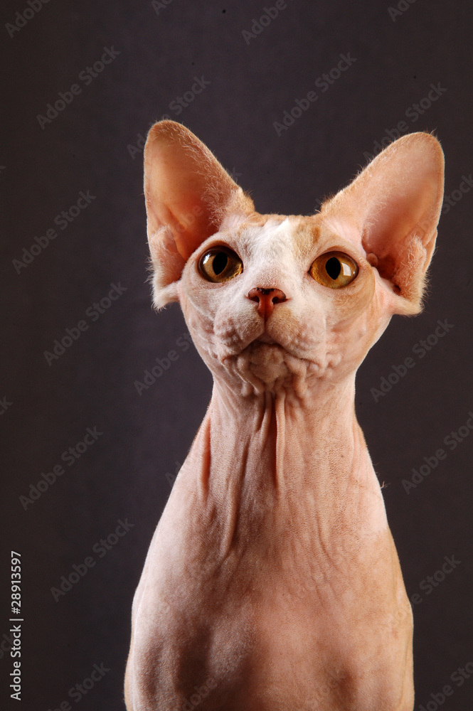 Fototapeta premium Primo piano di Sphynx red and wite