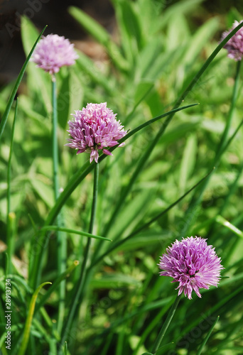 Flowers on Chive Plant