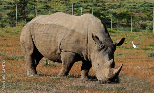 South African Rhinoceros