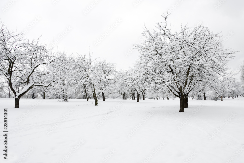 Trees in park in winter day Trees in park in winter day