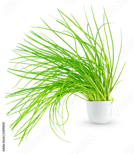 Konstfotografi Isolated onion