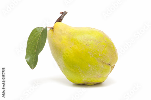 ecological quince