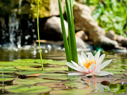 water lily