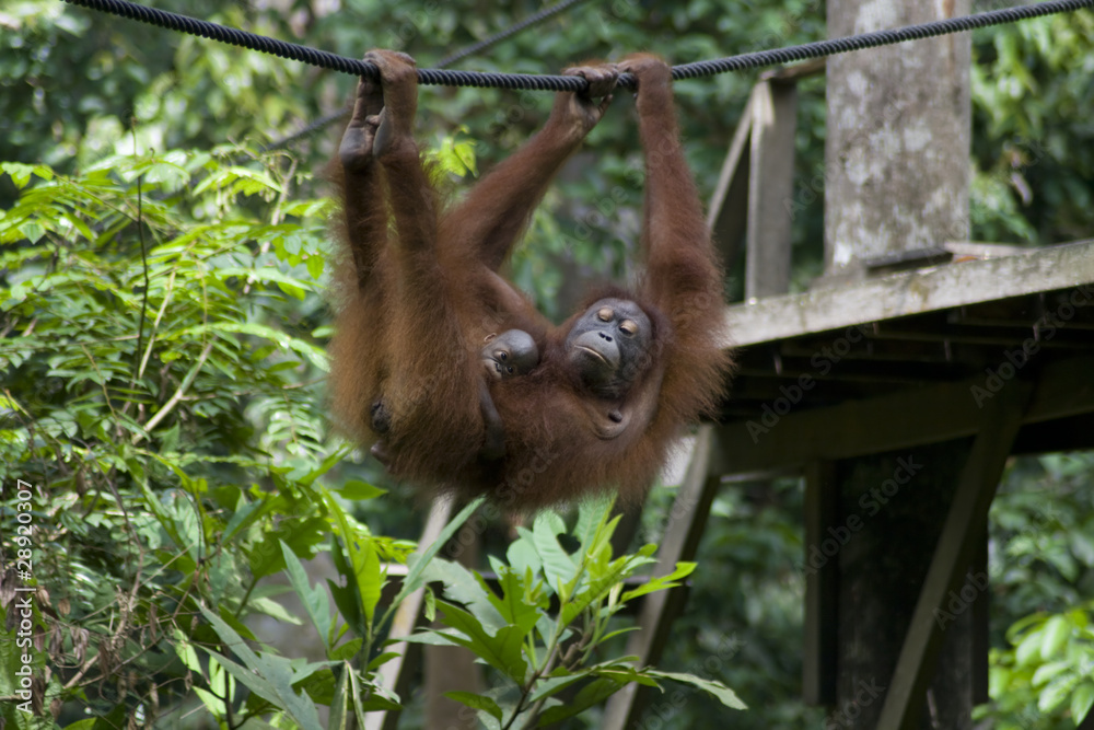 Naklejka premium Orangutan mother and baby