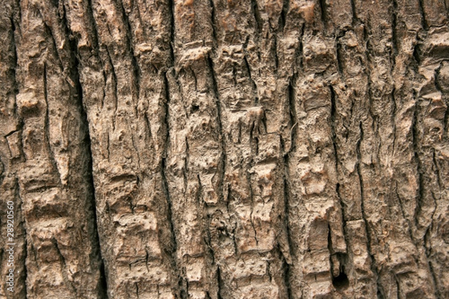 Palm Bark Texture