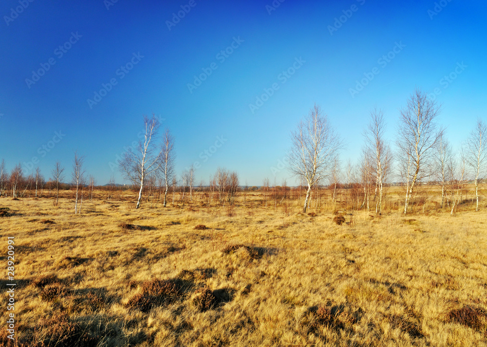 Autumn meadows with birch trees Autumn meadows with birch trees