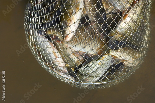 Freshly caught river fishes of various killifish species photo