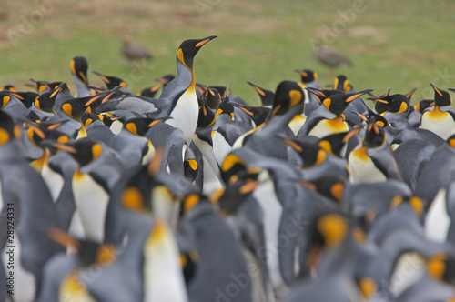 Colony of King Penguins