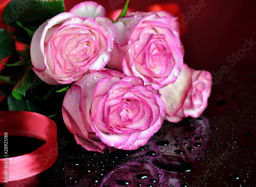 pink roses on dark background