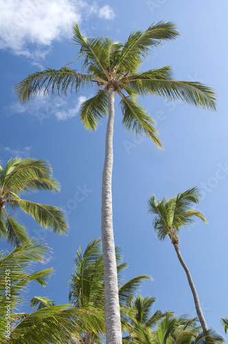 Wallpaper Mural Palm trees. Torontodigital.ca