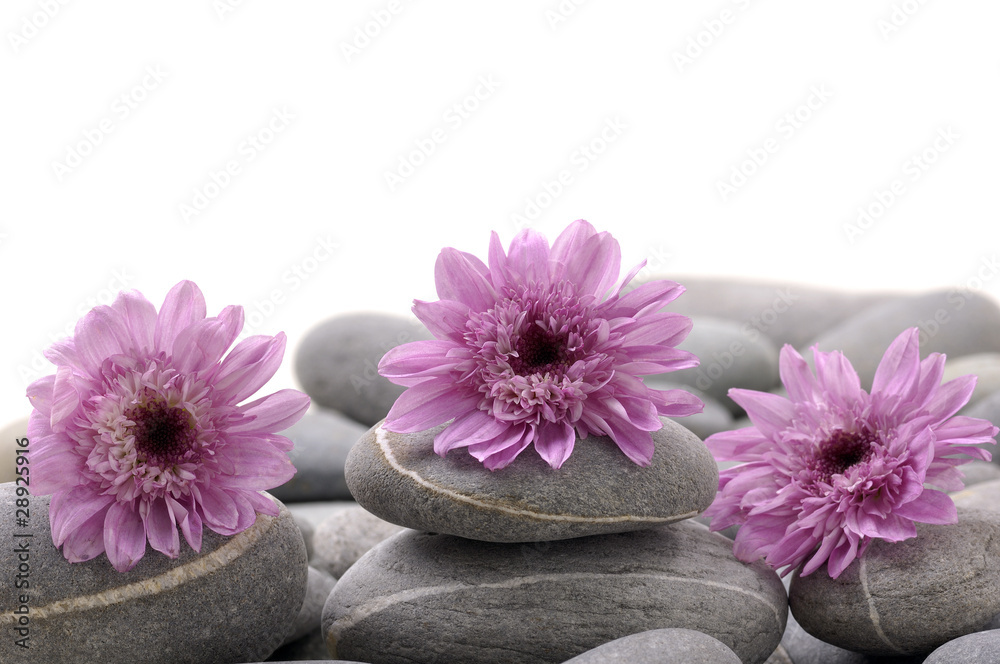 Row of flower and gray pebbles