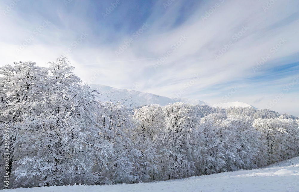 Trees covered with snow in the mountains