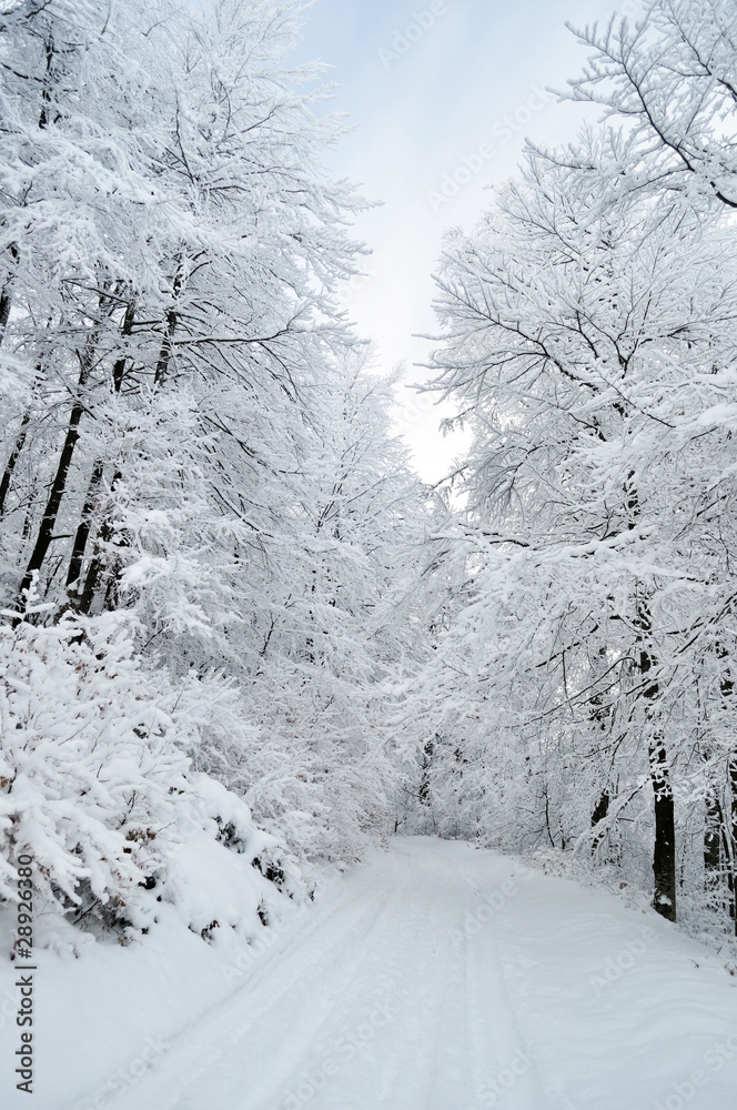 White pathway through frozen forest