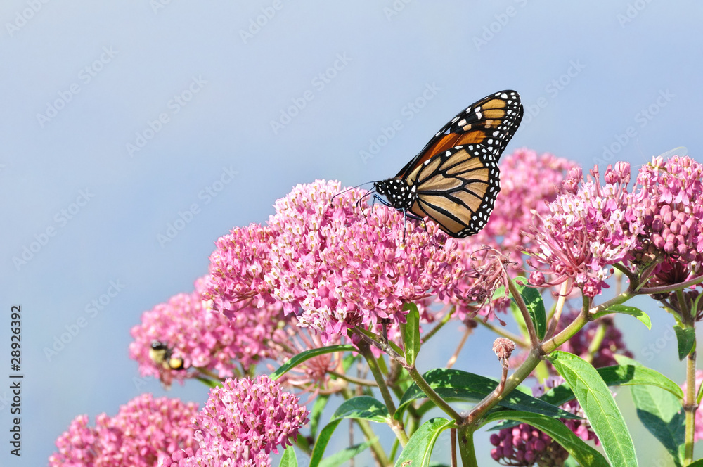 Naklejka premium Monarch Butterfly na Swamp Milkweed Wildflower