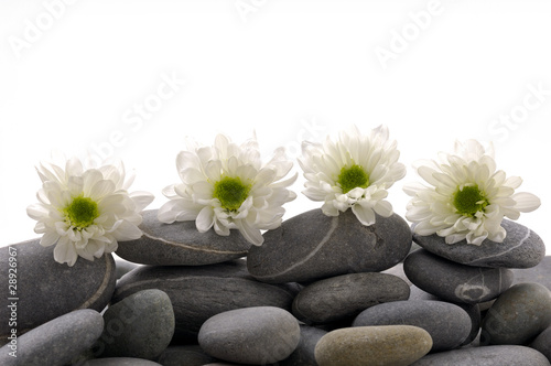 Set of chrysanthemums flower with zen stones