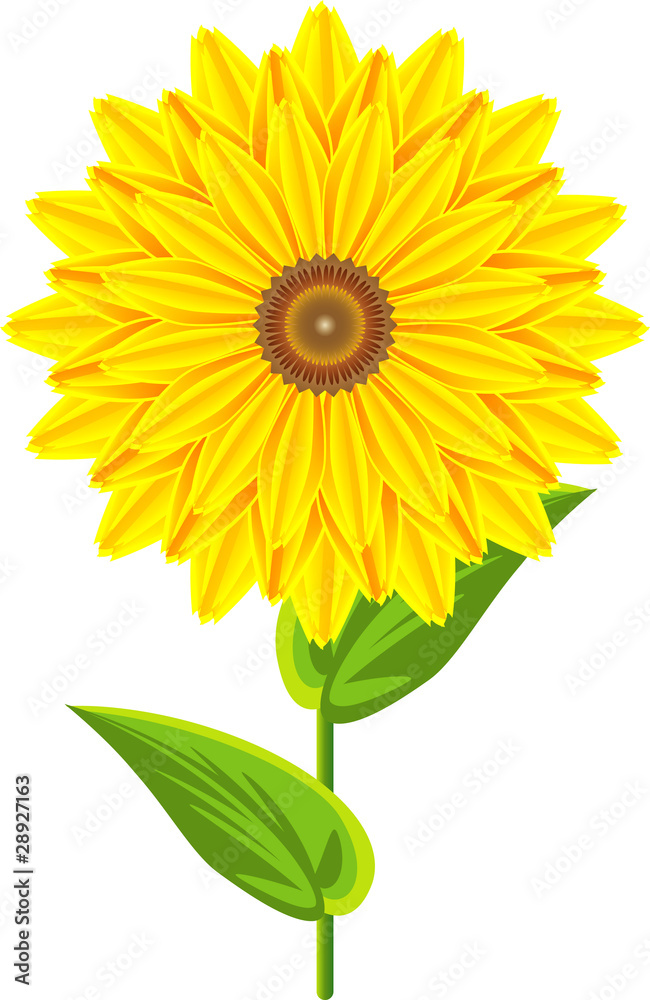 Naklejka premium sunflower