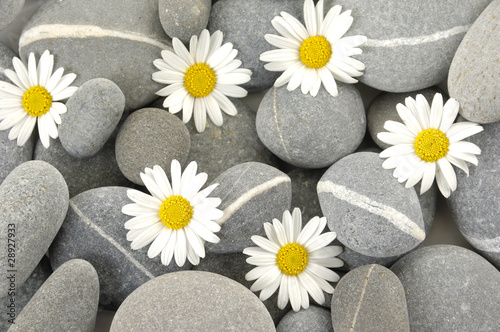 Natural striped  stones and chrysanthemums flowers