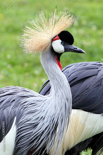Grey Crowned Crane - birds in ZOO © Miroslav Beneda