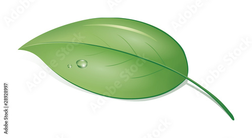 green leaf
