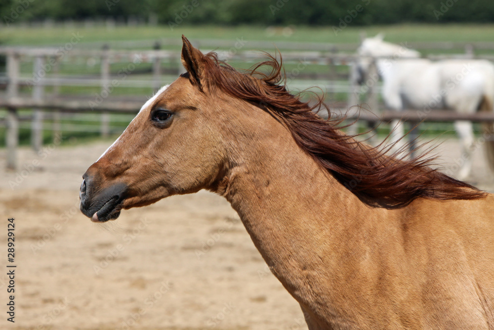 Obraz premium Pferd auf einer Weide