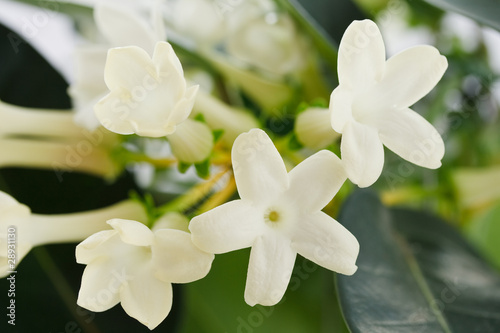 stephanotis photo