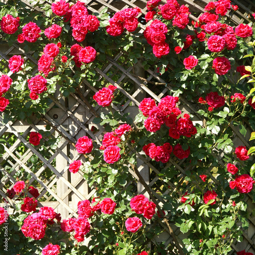 Photos roses