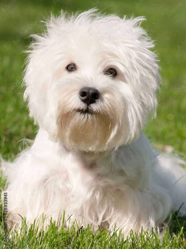 White west highland terrier