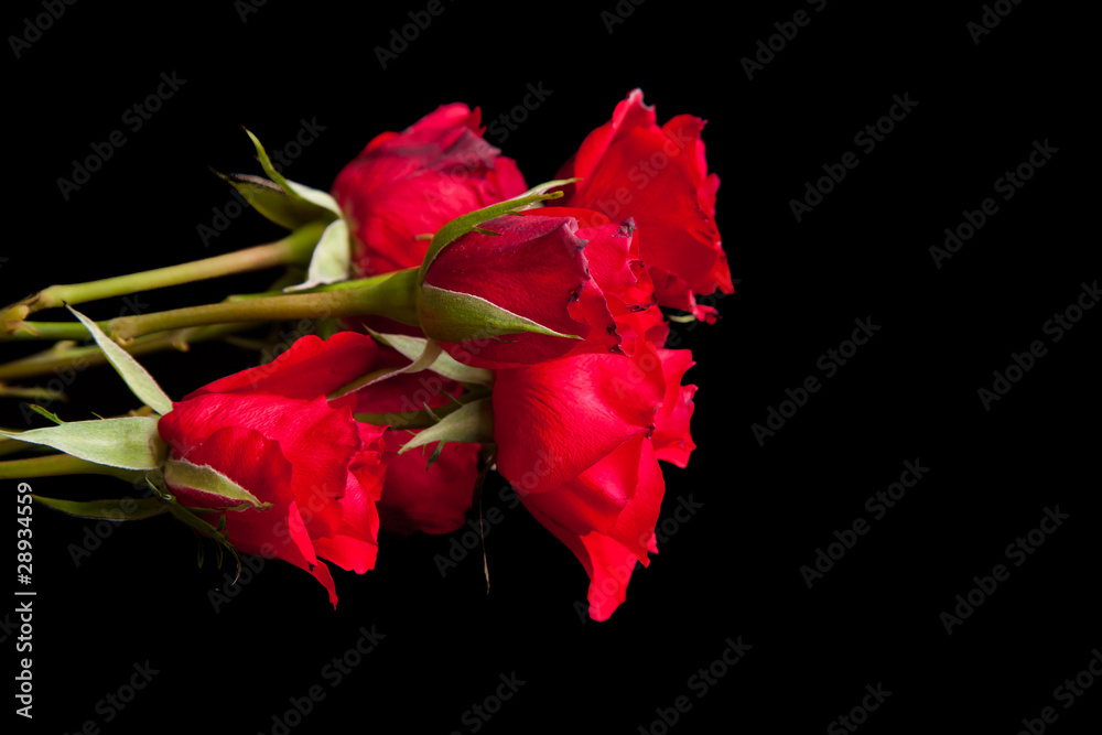 Red roses on black isolated background Red roses on black isolated background