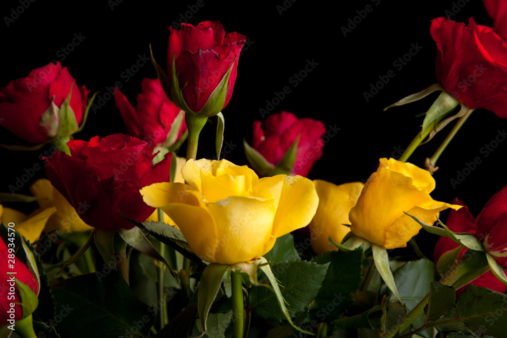 Obraz premium Red roses on black isolated background