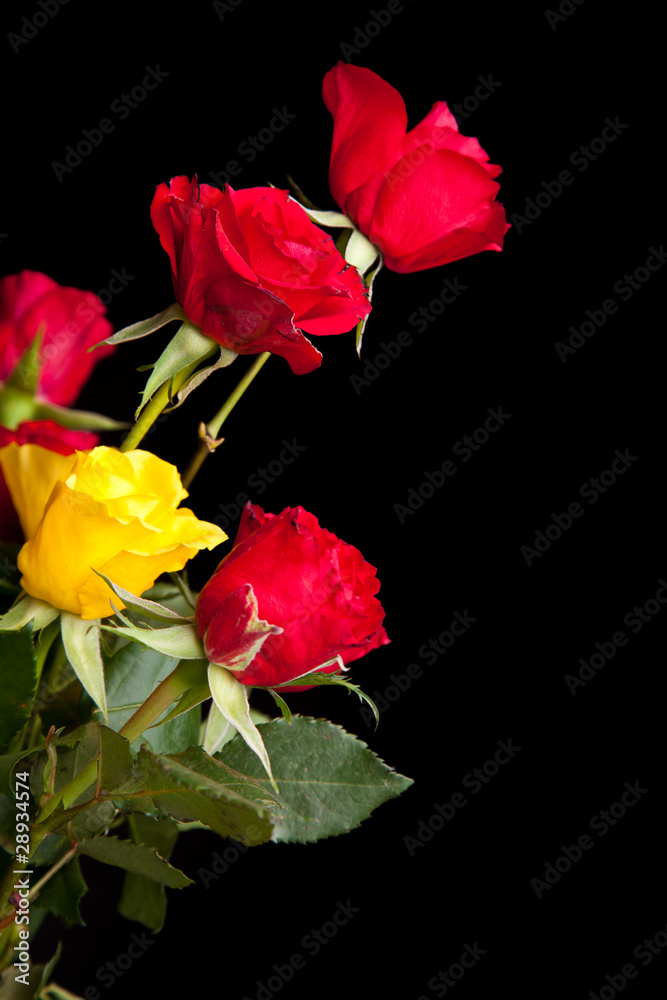 Red roses on black isolated background Red roses on black isolated background