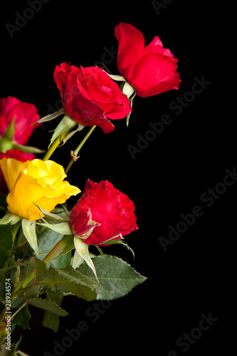 Red roses on black isolated background