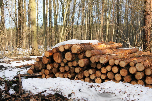 Holzstapel im Wald photo