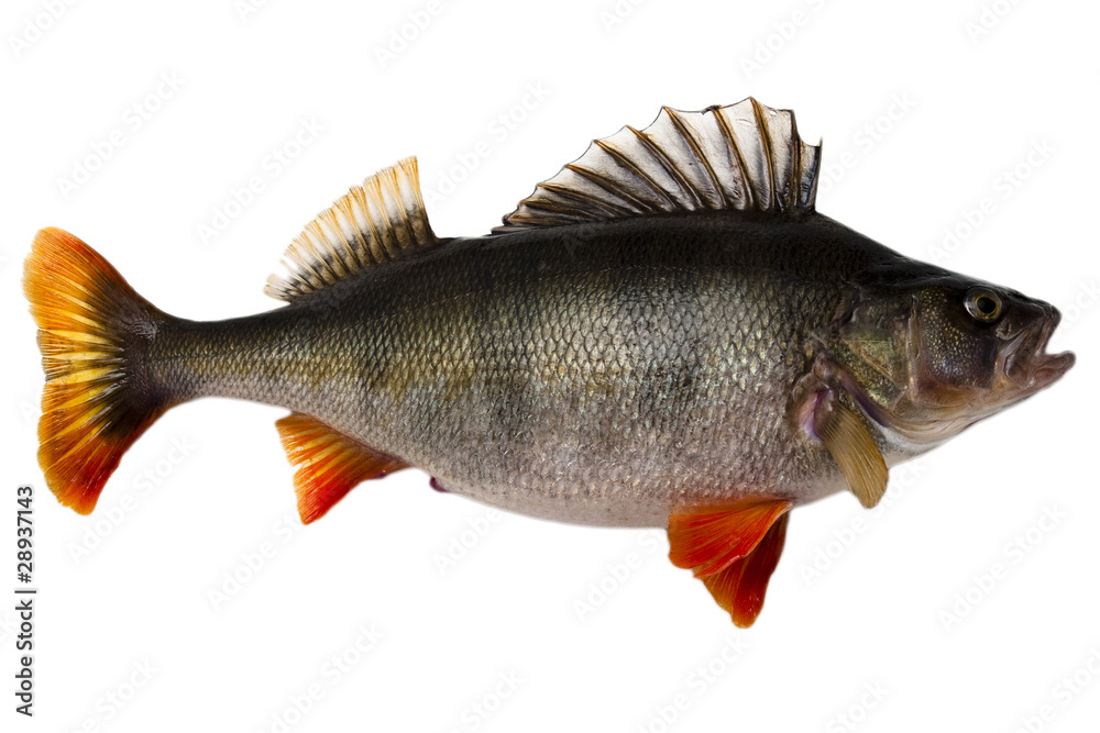 Fish