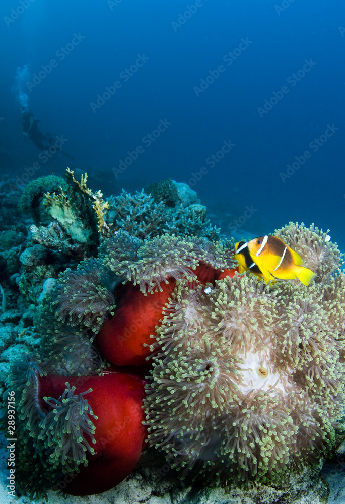 Naklejka premium Clownfish with diver