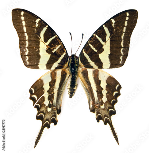 The spot swordtail, isolated on a white background