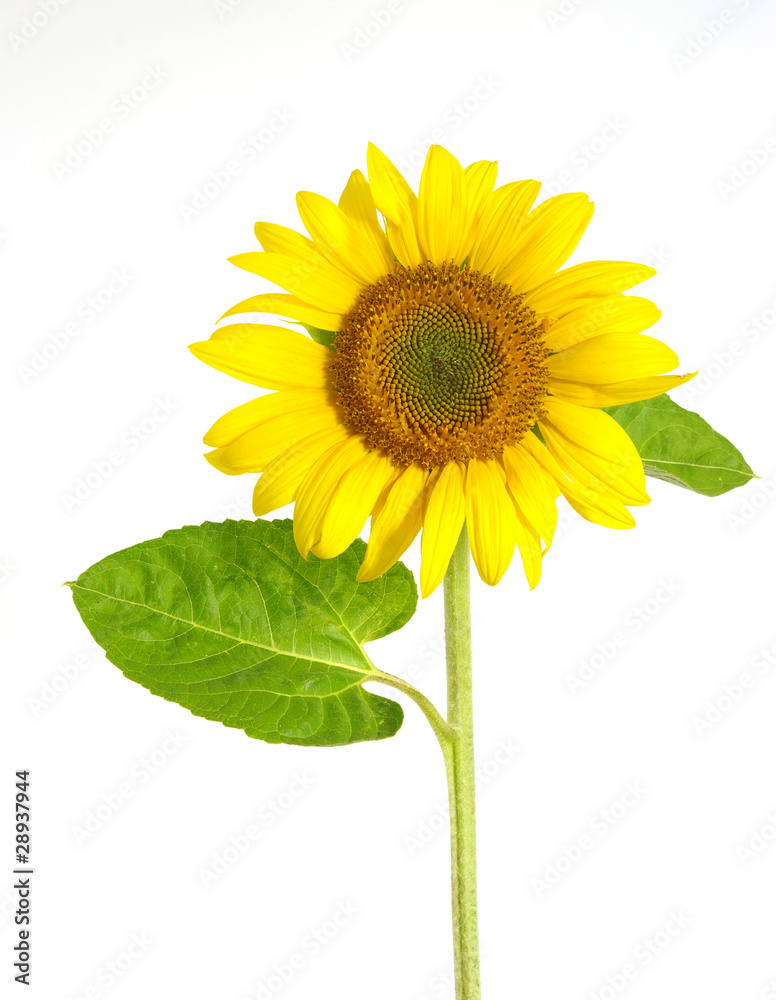 Obraz premium Yellow sunflower