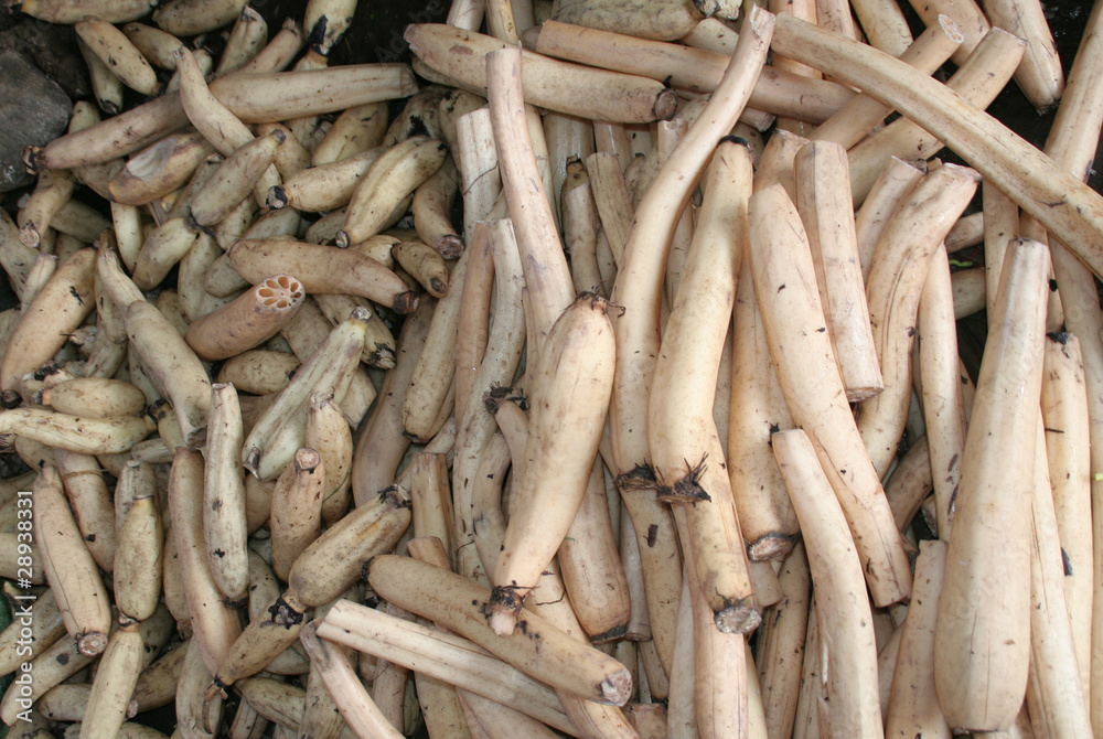 Weiße Okra Weiße Okra