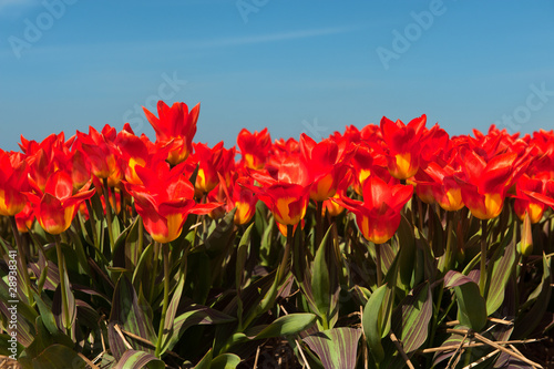 Fields full with spring tulips © MartinW