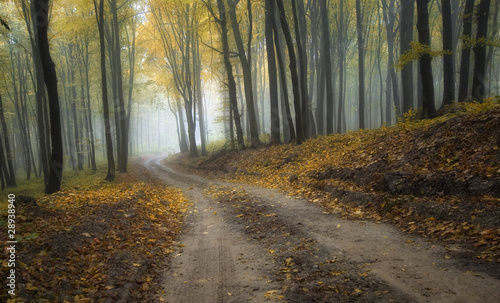 road through a misty forest with beautiful colors in autumn
