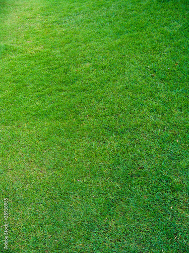 grass background.