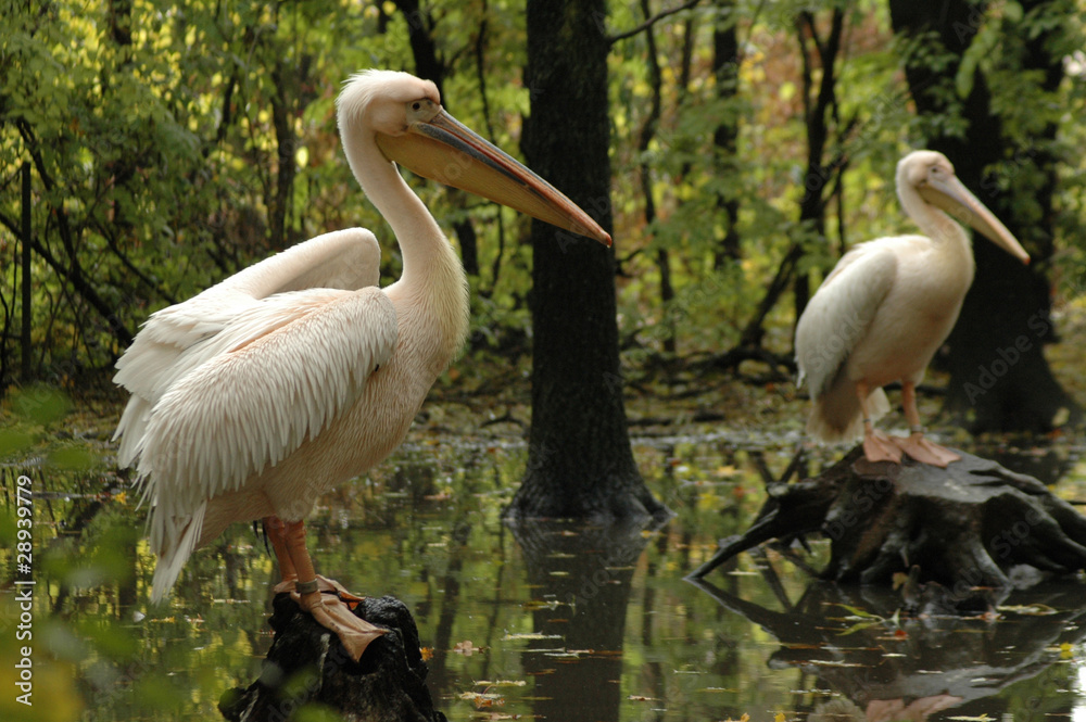 Great white pelicans (Pelecanus onocrotalus) Great white pelicans (Pelecanus onocrotalus)