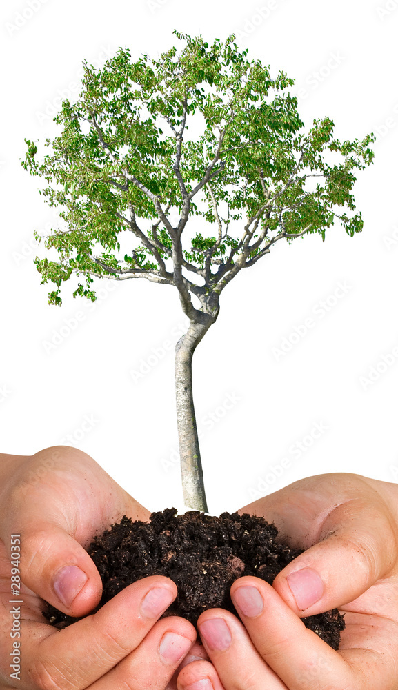 Tree in hands as a symbol of nature potection Tree in hands as a symbol of nature potection