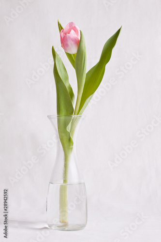 Fototapeta Naklejka Na Ścianę i Meble -  Tulip before white background