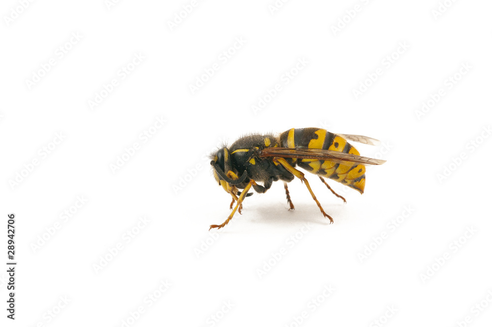 wasp wasp