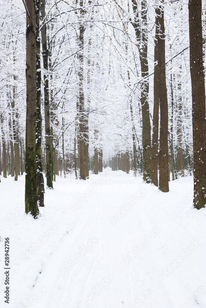 Fototapeta premium forest