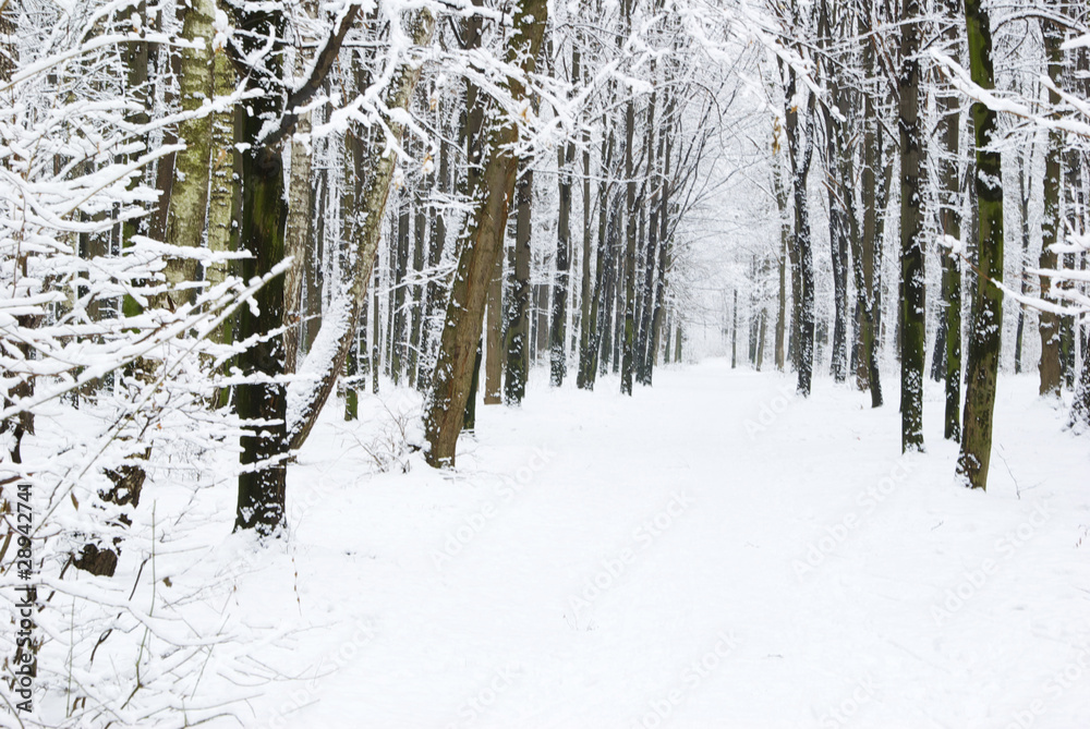 Fototapeta premium winter forest